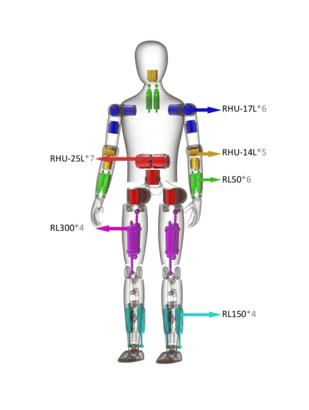 EYOU joint layout for a 1.7 m humanoid robot: RHU harmonic rotary joints and RL linear actuators by body position